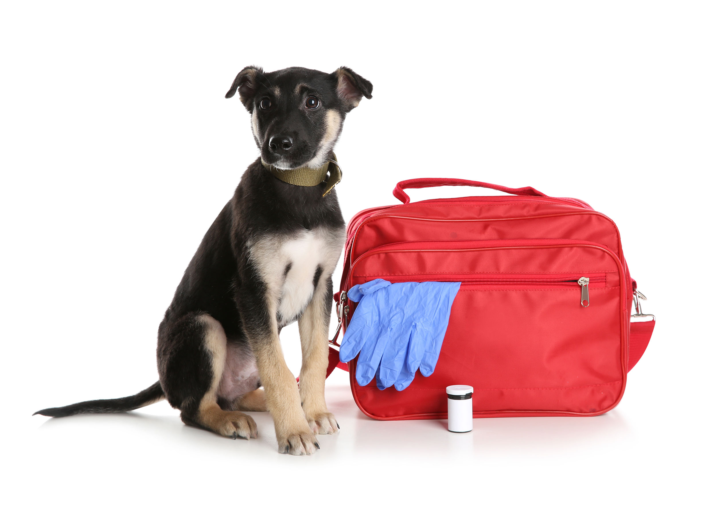 pet emergency bag